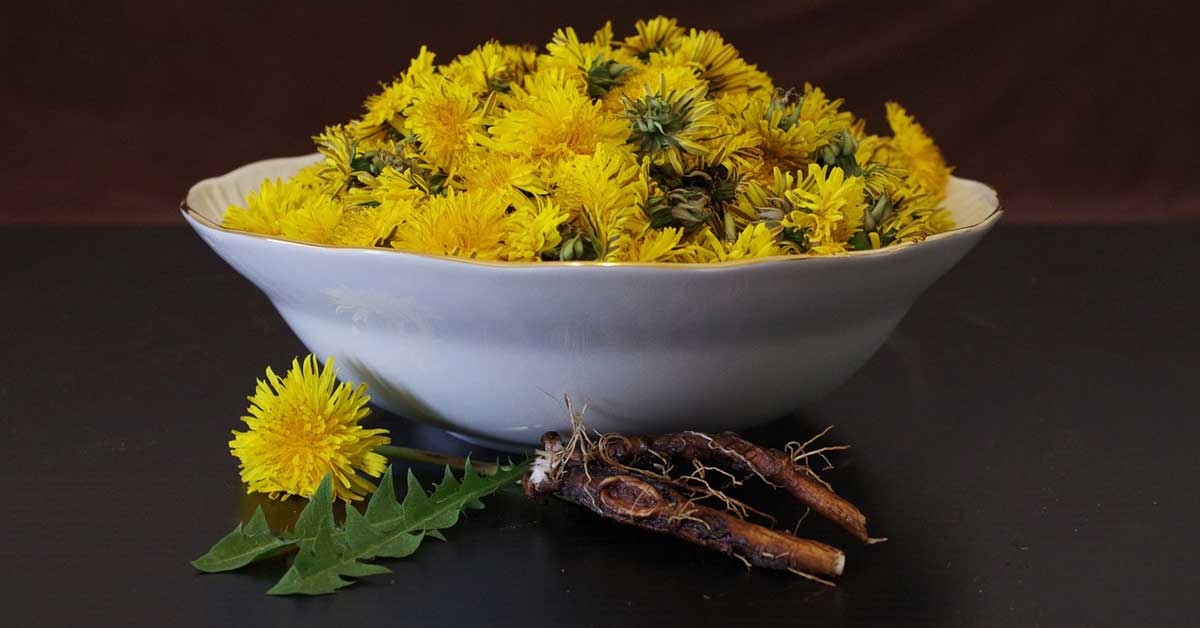  Probajte čaj od korena maslačka!