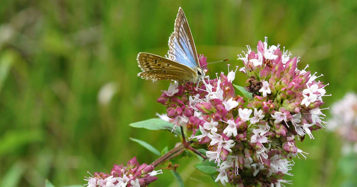  Da li je ulje divljeg origana zaista bolje od antibiotika?