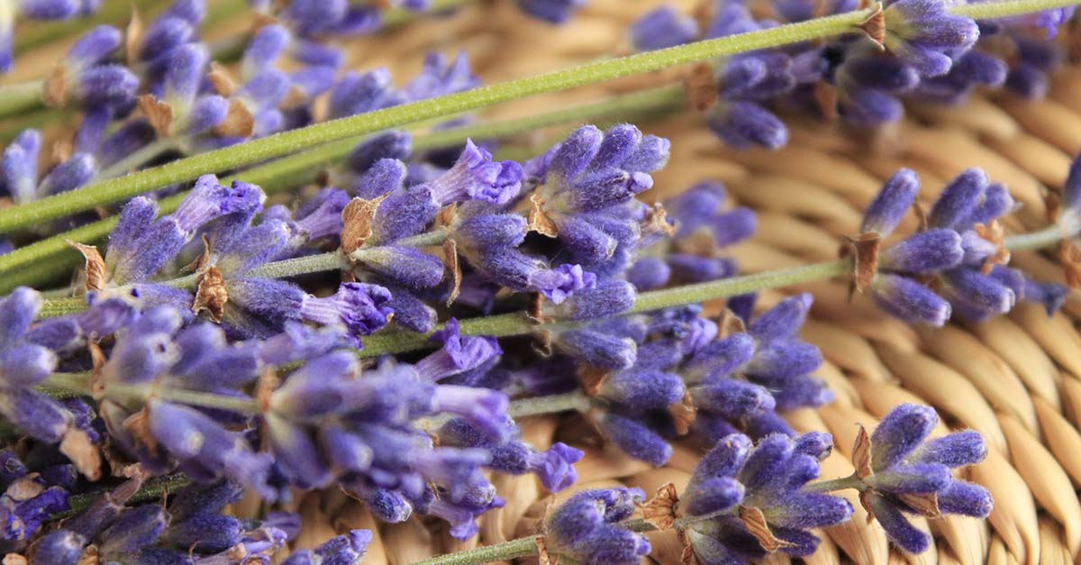 Zašto je eterično ulje lavande jedina nega koja vam treba