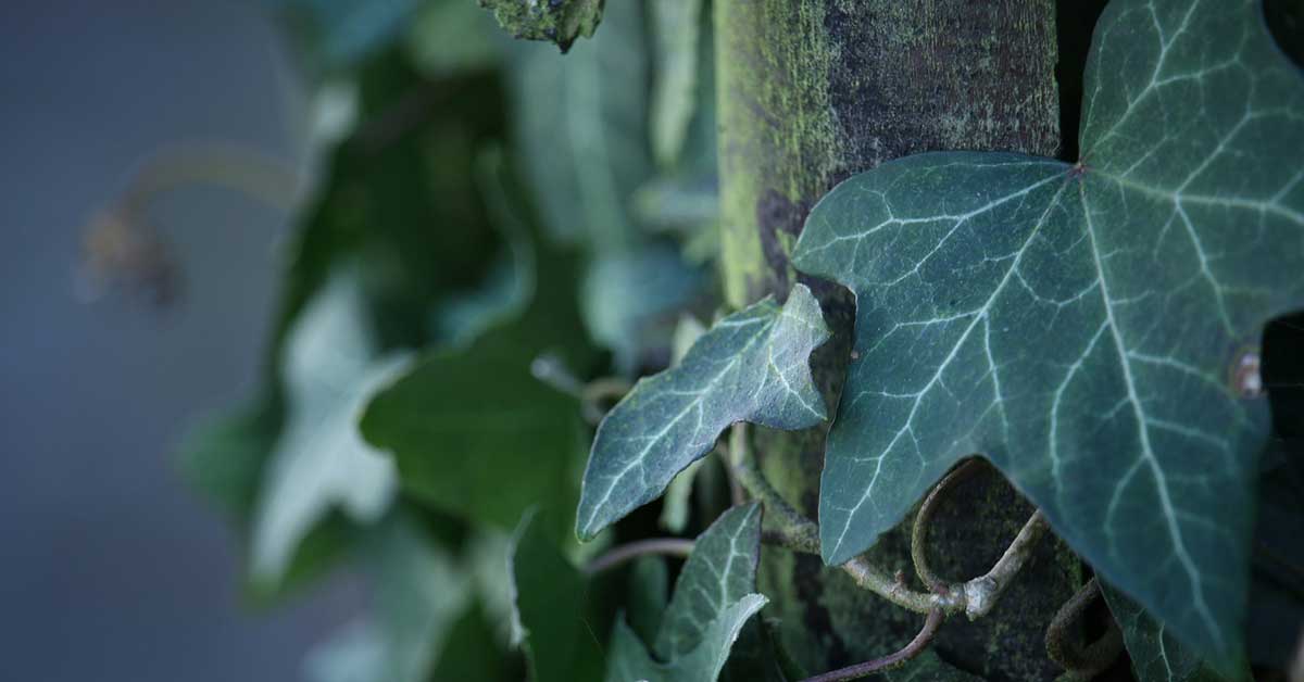 bršljan protiv celulita