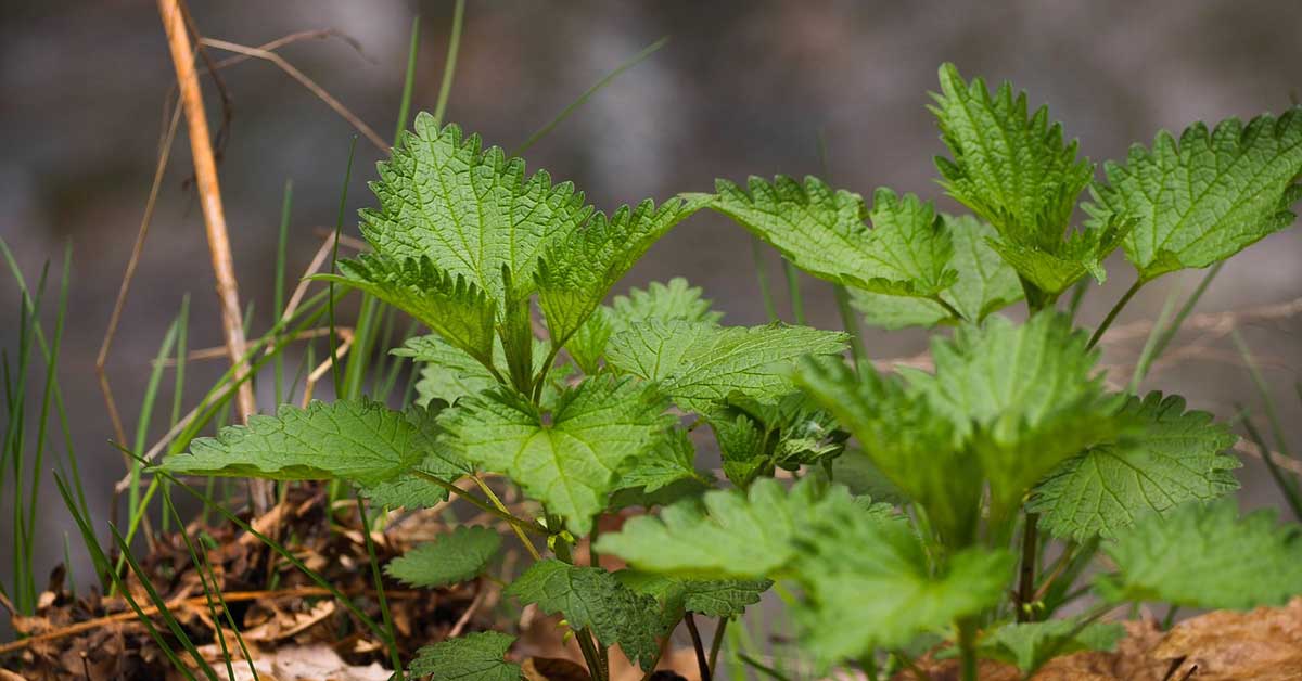 Kopriva kao lek