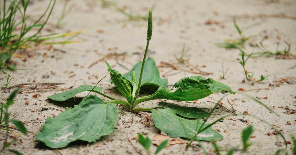  Kako se koristi bokvica kao lek!