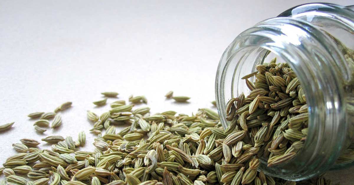  Komorač je kralj mediteranske kuhinje i superlekovita biljka