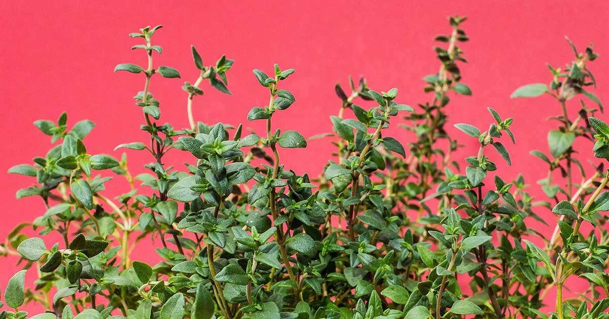  10 zdravstvenih prednosti majčine dušice