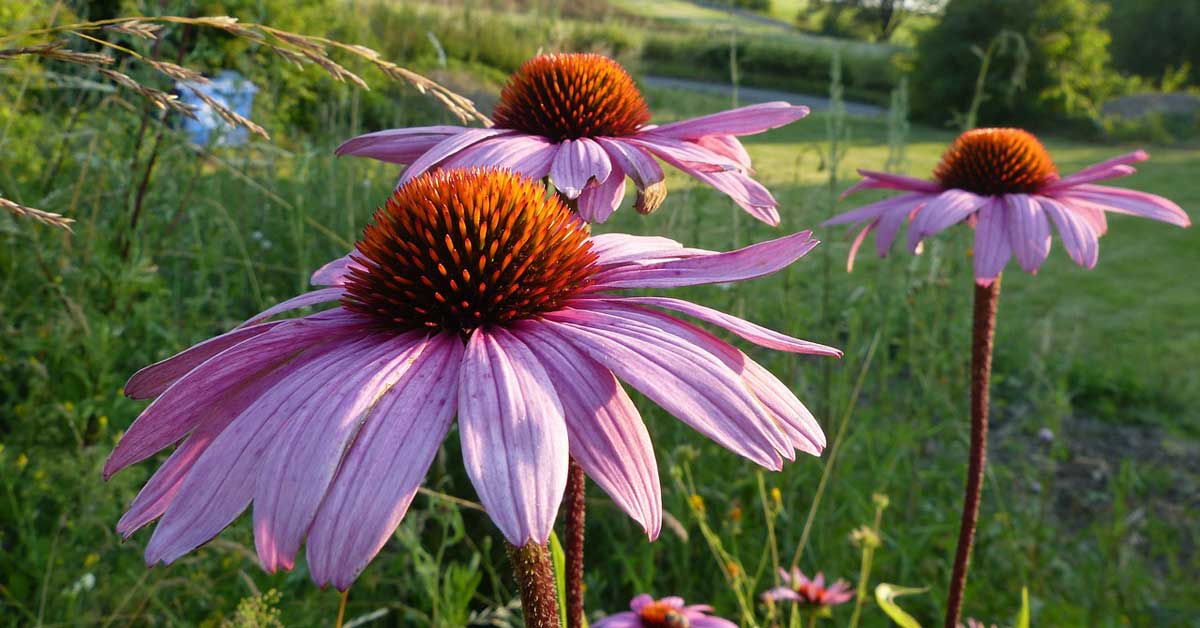  Ehinacea za jak imunitet
