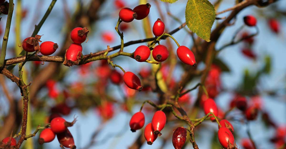  Kako da upotrebite šipurak kao lek?