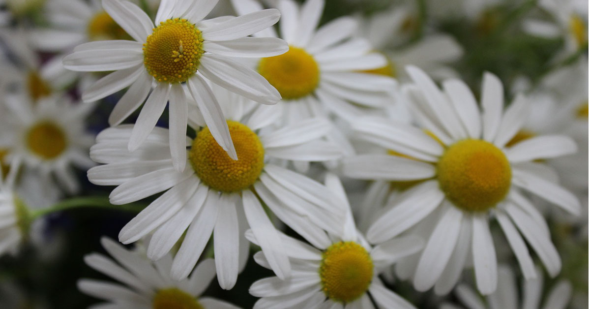  10 super prednosti koje nudi kamilica za lice
