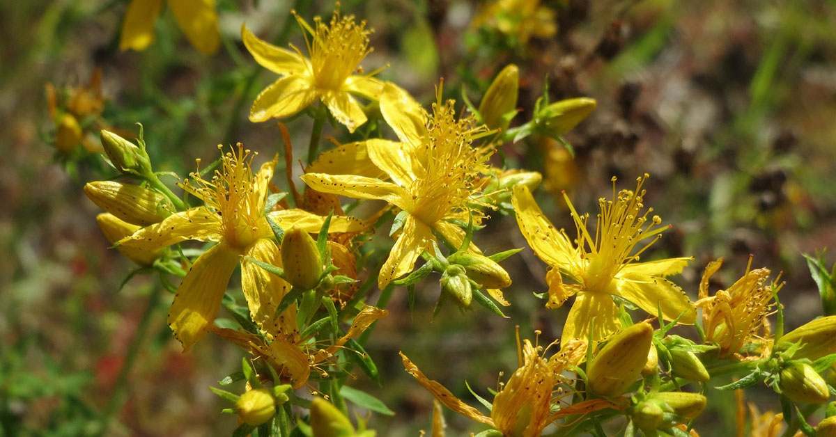  Kantarionovo ulje upotreba za zdravlje, kosu i kožu