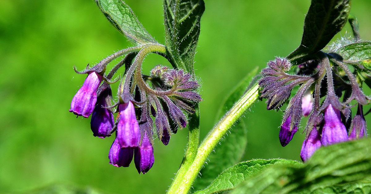  Kako napraviti mast od gaveza koja nudi mnogo više od obične nege!
