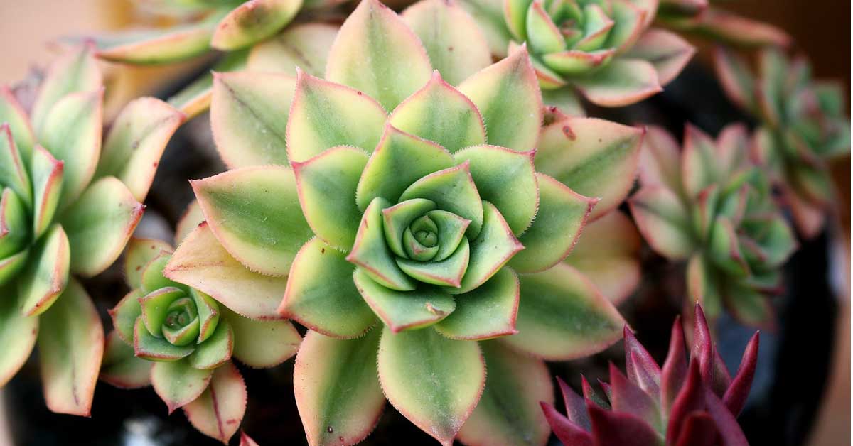  Kako se koristi čuvarkuća za lice?