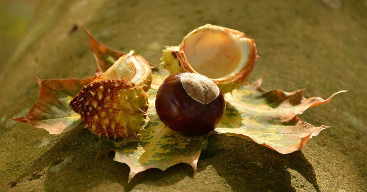  Super recept za divlji kesten u rakiji za vene i kapilare