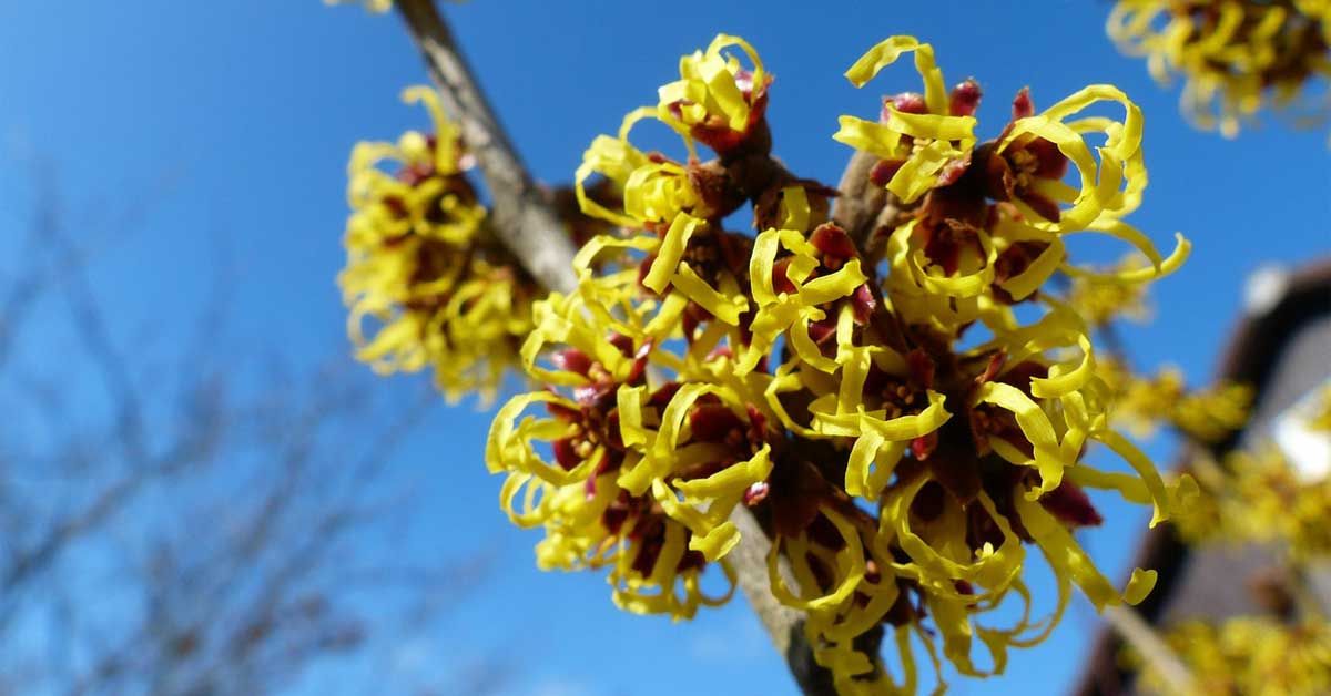 hamamelis biljka