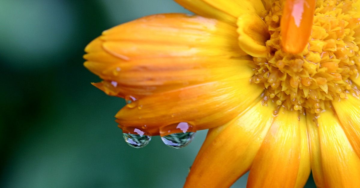  Nevenova mast za vene, lice i kosu i njena fantastična svojstva!