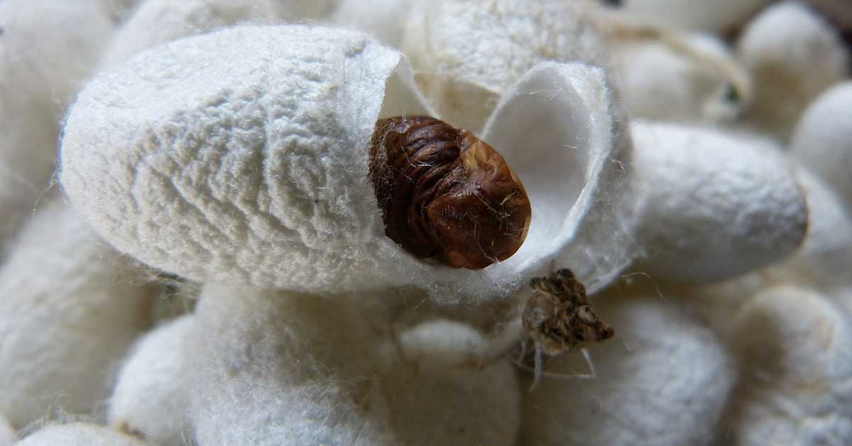 svilene čaure za lice