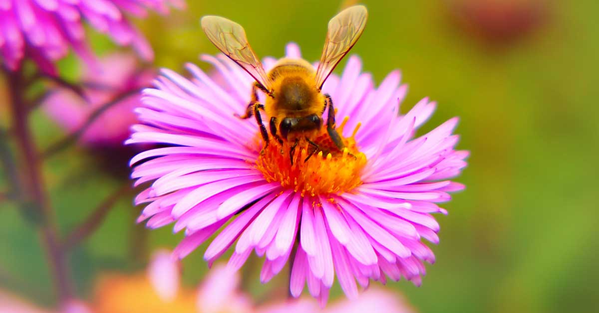  Krema sa pčelinjim otrovom za lice – još jedno čudo kozmetike!