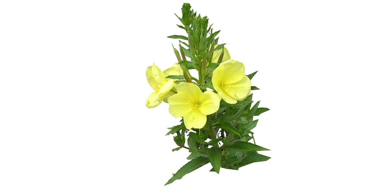  Ulje noćurka za lice ćete obožavati!