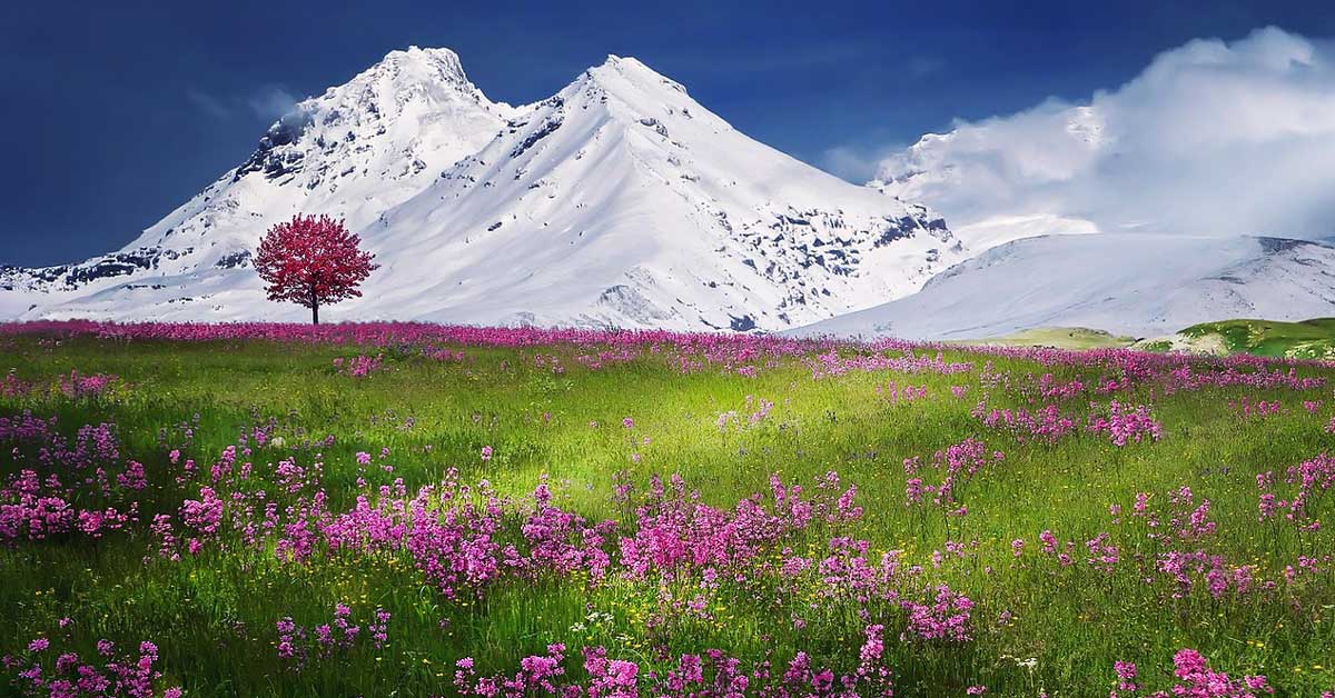 Alpski balzam za vene