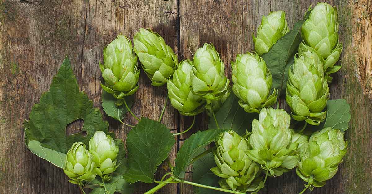  Hmelj za rast grudi – istina ili mit?