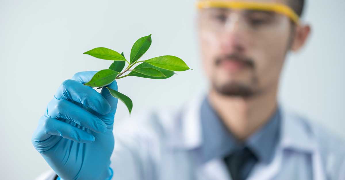  Najbolje biljke protiv ćelavosti rade za vas!