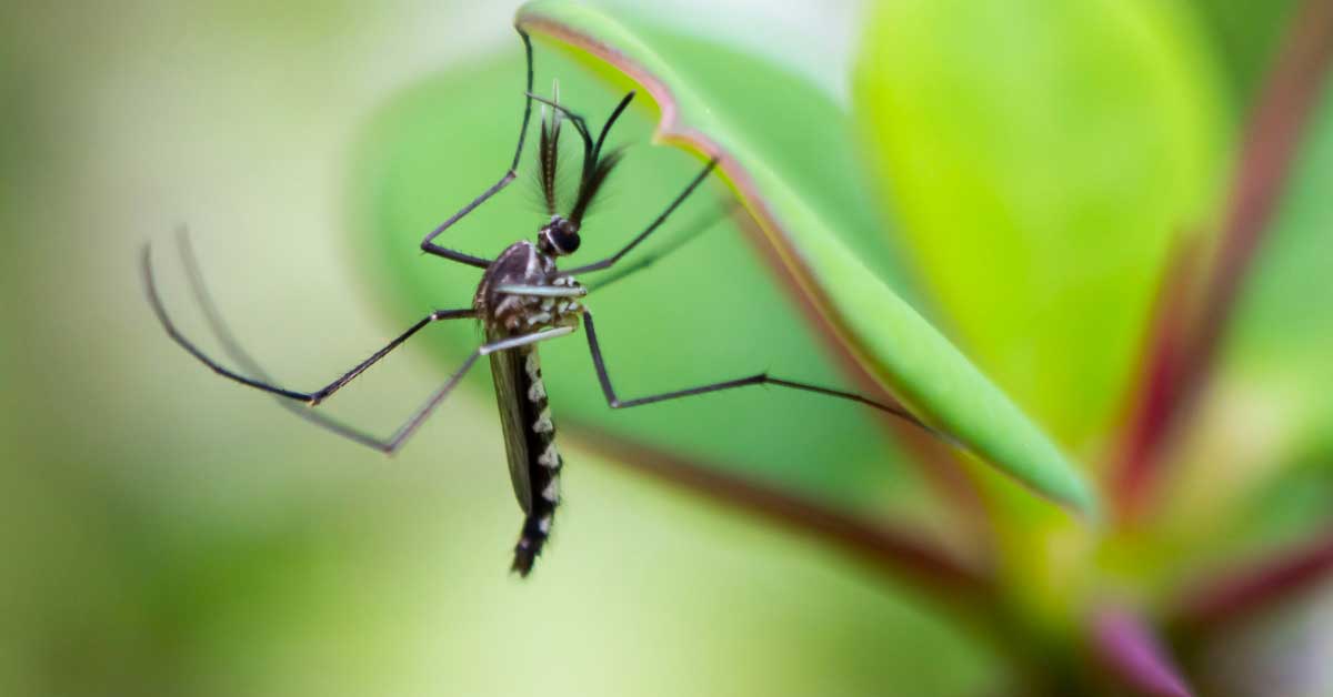 biljke protiv komaraca